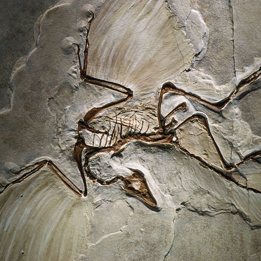 Archaeopteryx fossil.