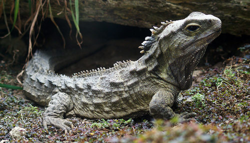 Tuatara lizard.