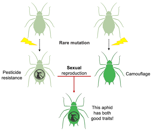 Two aphids combining their useful traits through sexual reproduction