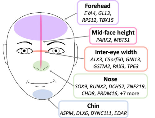 Genes associated with different facial features: 4 with forehead, 2 with mid-face height, 6 with inter-eye width, 13 with nose, and 4 with chin.