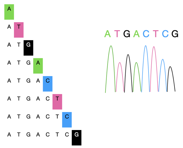 Different DNA sequences with colored chain-terminating bases on the end.
