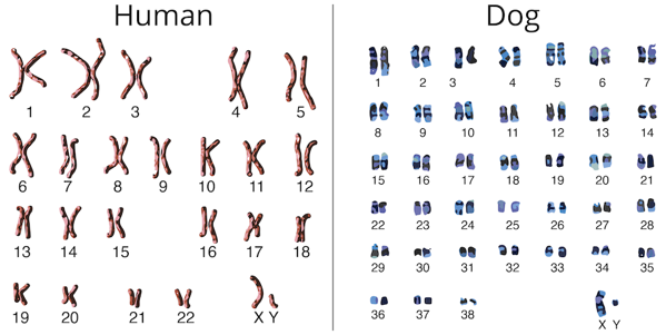 Human and dog chromosomes