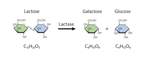 A chemical reaction diagram showing lactase breaking down lactose into galactose and glucose.