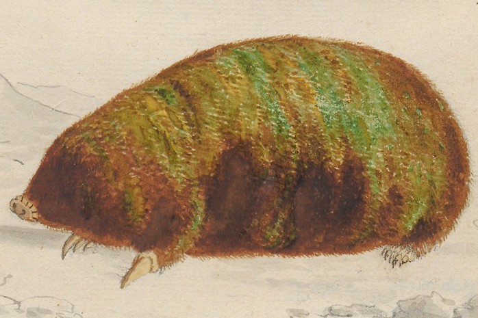 Print of a golden mole highlighting its iridescent fur.