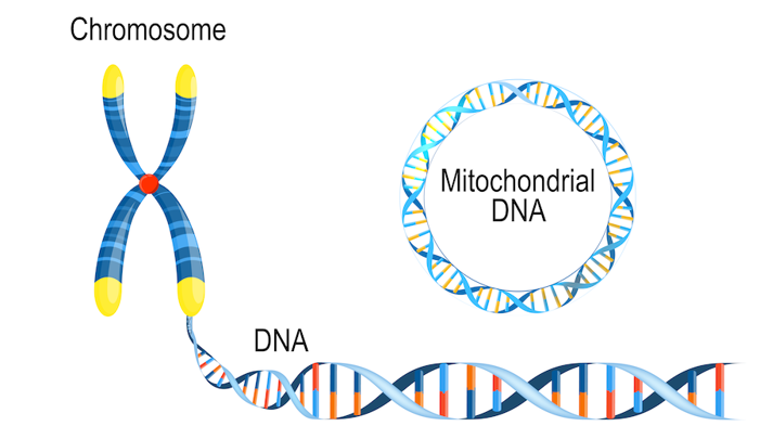Mitochondrial DNA.