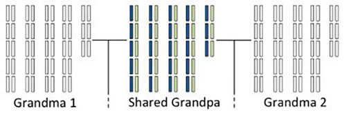 All grandparents’ DNA.