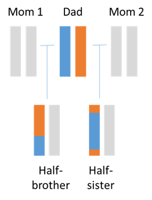 Chromosome 1 inheritance of half-siblings from a shared dad.