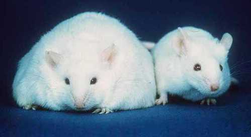 Fat and skinny mice