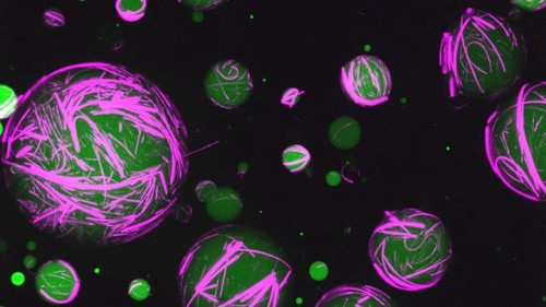 Image showing green spherical cells with fluorescent pink cytoskeletons.
