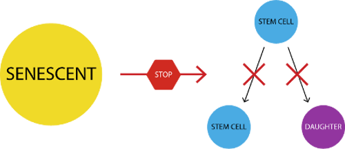 Cell senescence