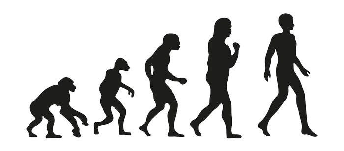 Classic cartoon image of evolution, showing a primate evolving into a human.
