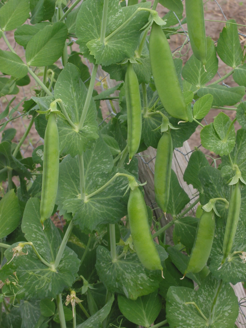 Green pea plant.