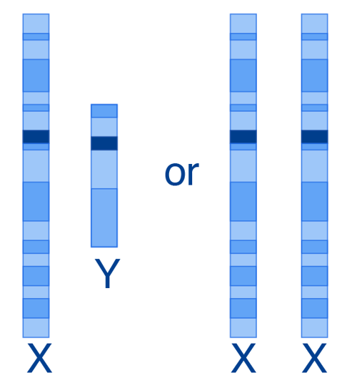 XY vs XX sex chromosomes.