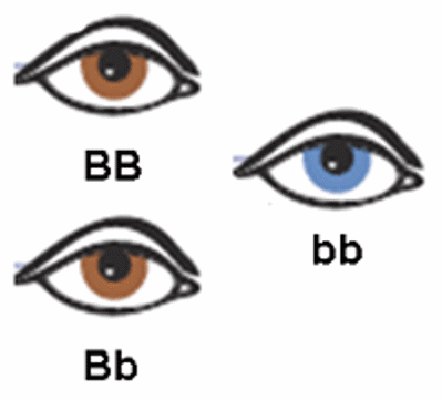 Eye color genotypes