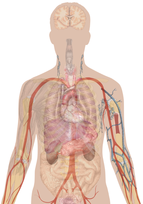 Diagram of human body.