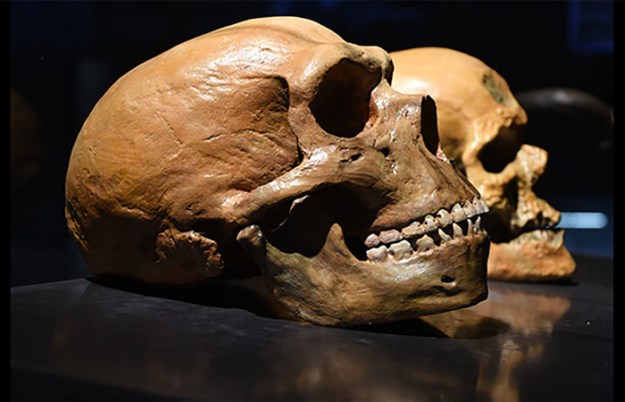 Neanderthal vs. human skull.