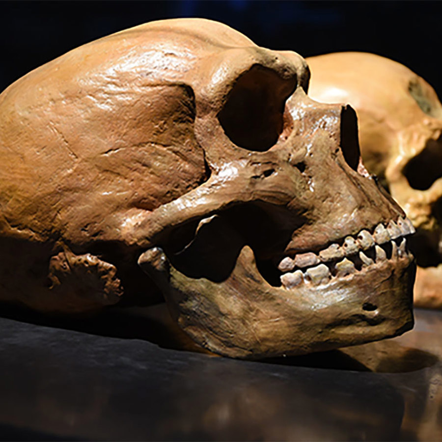 Neanderthal vs. human skull.