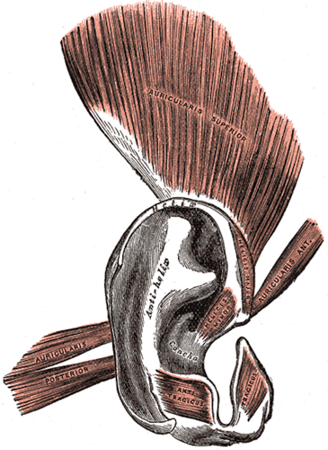 Ear muscles