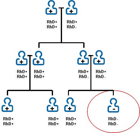 RhD family tree.