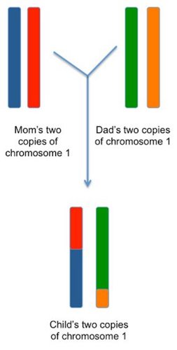 Chromosome recombination