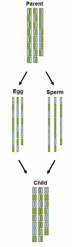 Chromosome inheritance