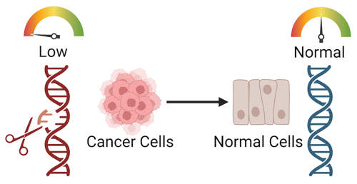 Cancer cells with a gene and abnormal gene expression. After gene editing to fix the DNA, the cells regain normal gene expression levels.