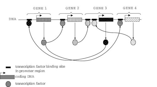 Transcription factor network.