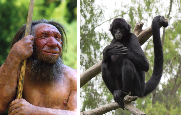Neanderthal and monkey.