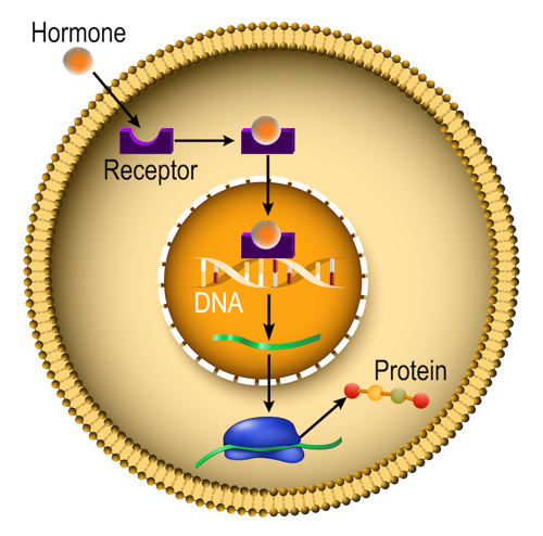 A hormone binds its receptor inside a cell and then causes a gene to be expressed.