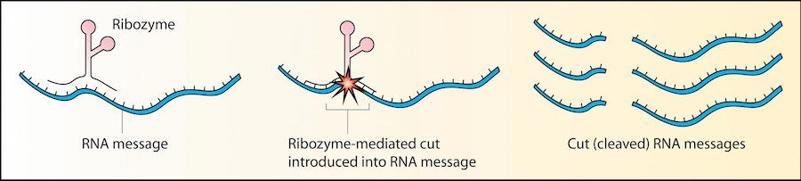 Ribozyme.