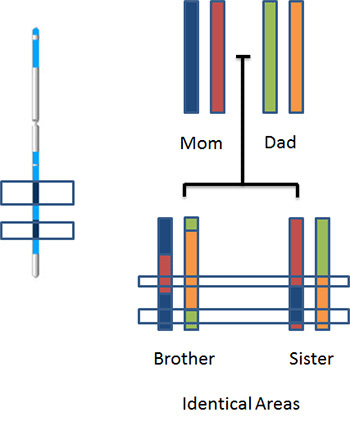 Shared sibling chromosomes.