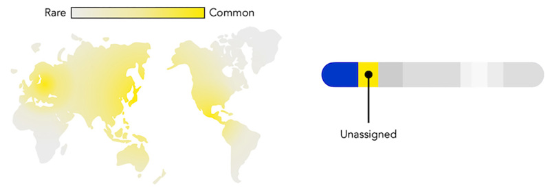 A world map showing a color gradient, with bright yellow present in Eastern Europe, Eastern Asia, and Central America, fading to gray in the rest of the world. It is accompanied by a cartoon chromosome where one portion is yellow and labeled "Unassigned."