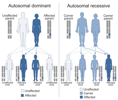 Autosomal dominant and autosomal recessive.