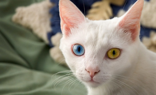 White cat with one blue eye