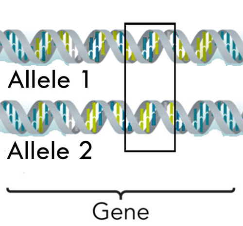 Two alleles