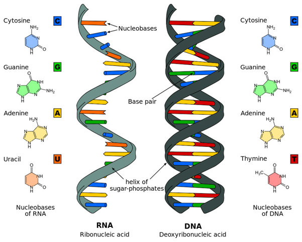 DNA vs. RNA.