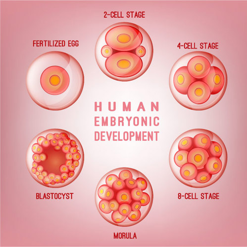 Illustration of the early stages of human embryo development, from the fertilized egg, to four intermediate stages, and finally to the blastocyst.