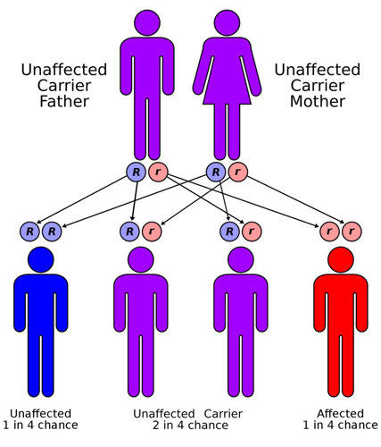 Inheritance with two carrier parents.