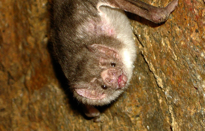 Vampire bat.
