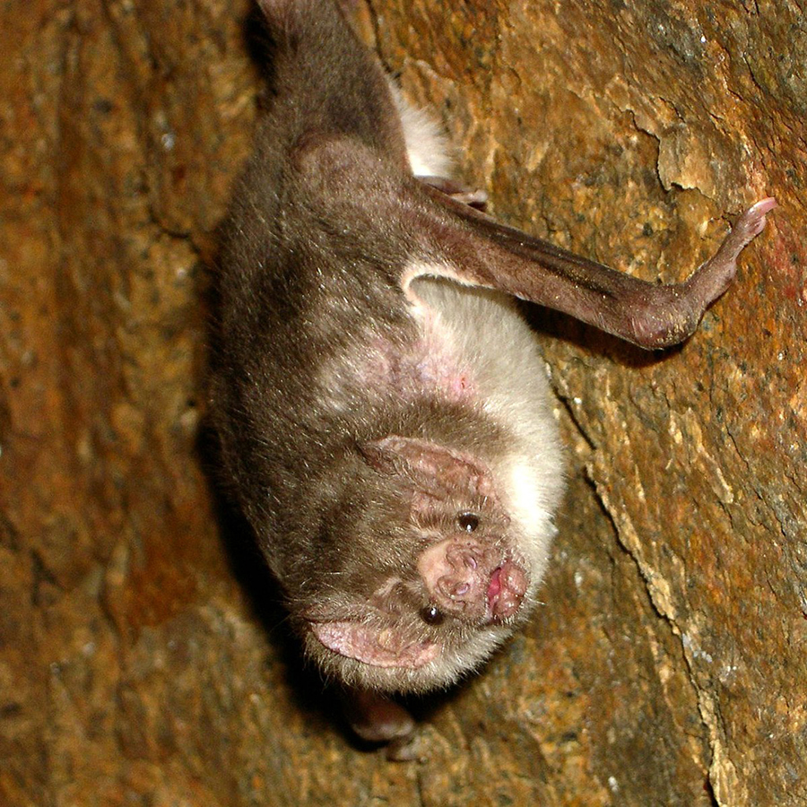 Vampire bat.