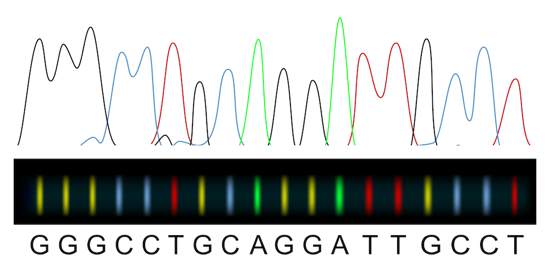 Colored-coded DNA can be analyzed by looking at the order in which the colors appear on a graph.