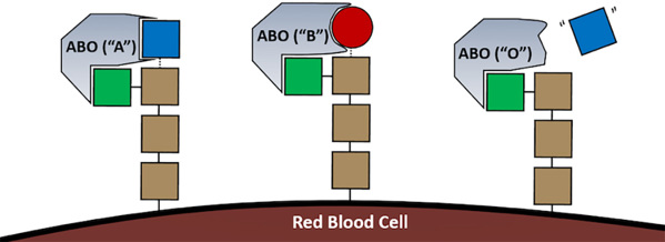 Diagram of different sugars on a red blood cell, with the ABO protein attaching the last block on a chain.
