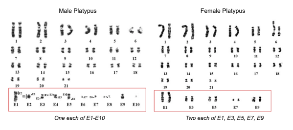 Male and female platypus karyotypes