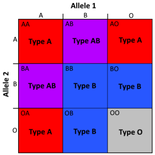 Blood type genotypes and phenotypes.