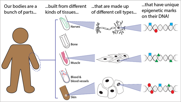 An arm, made up of different tissues like nerves, bone, and muscle, which are each made up of different cells, which each have their own epigenetic marks.