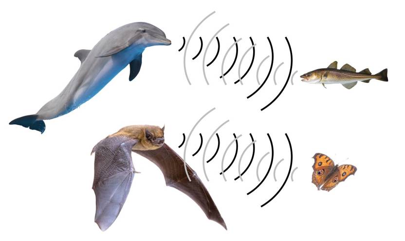 A dolphin senses a fish through echolocation and a bat senses a moth through echolocation.