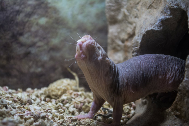 A naked mole rat emerging from its burrow.