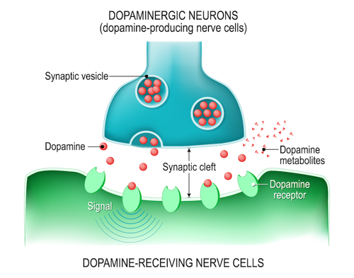 Dopamine neurons
