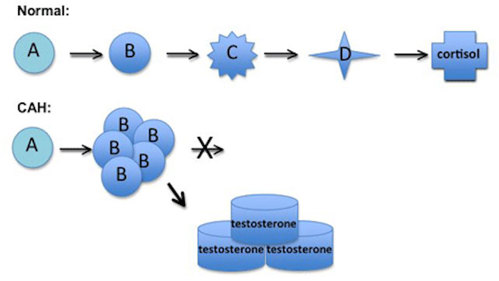 Cortisol production in normal vs. CAH-having individuals.