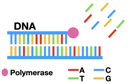 Polymerase adding DNA to a strand.